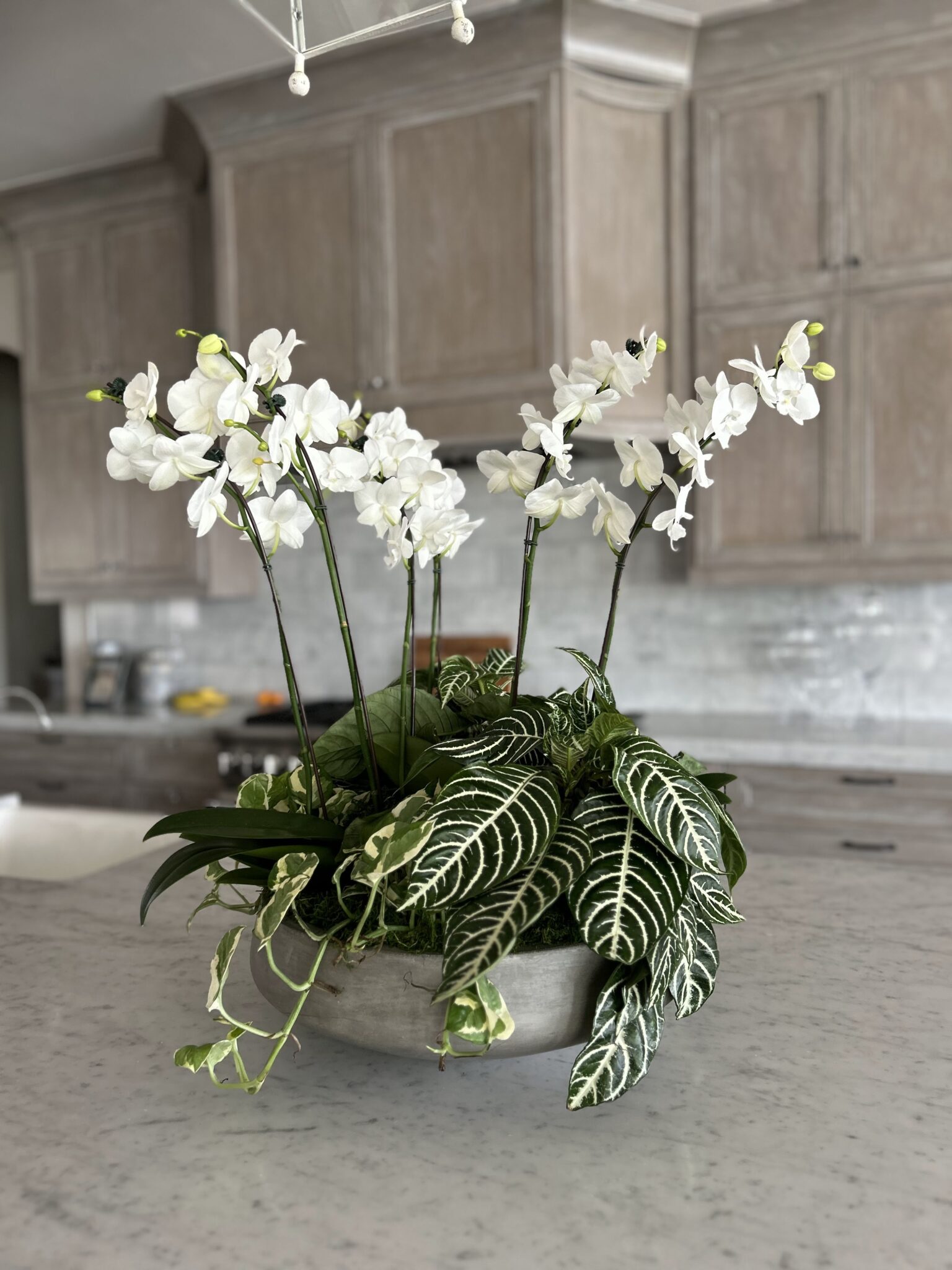 Large Bowl Plant Collection